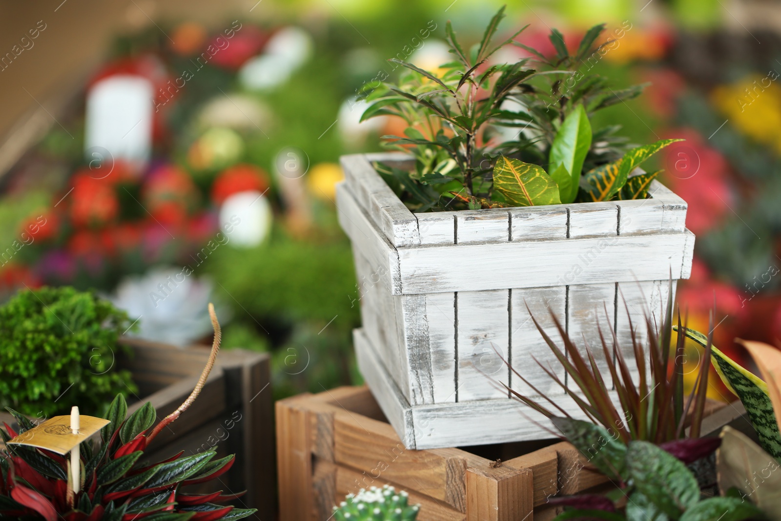 Photo of Large pot with young exotic plants on blurred background. Tropical flowers