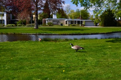 Photo of Beautiful Canadian geese on green grass near river