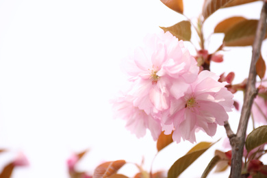 Photo of Closeup view of blossoming pink sakura tree outdoors