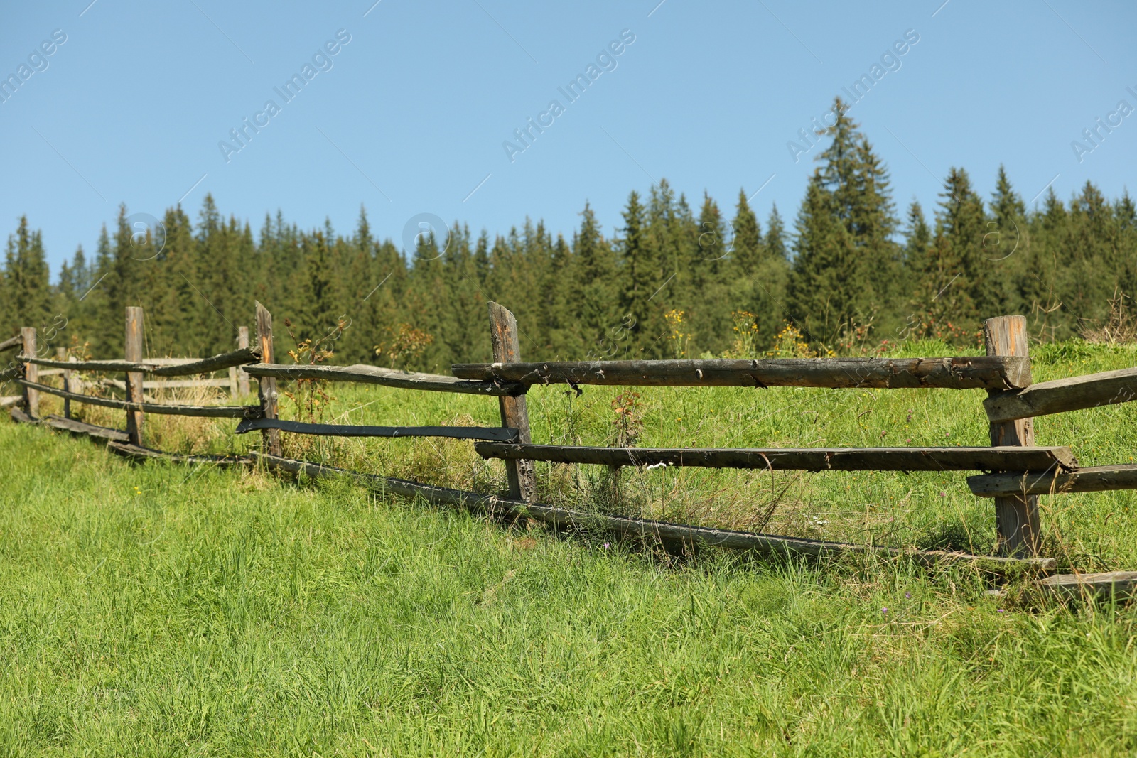 Photo of Beautiful view with wooden fence near conifer forest on sunny day