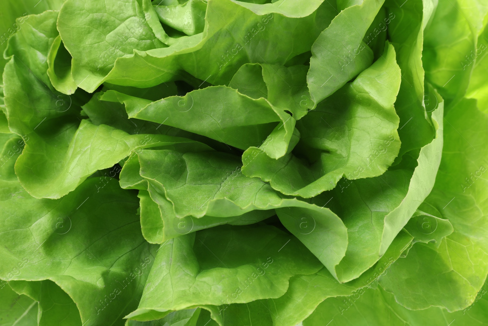 Photo of Fresh green butter lettuce as background, closeup