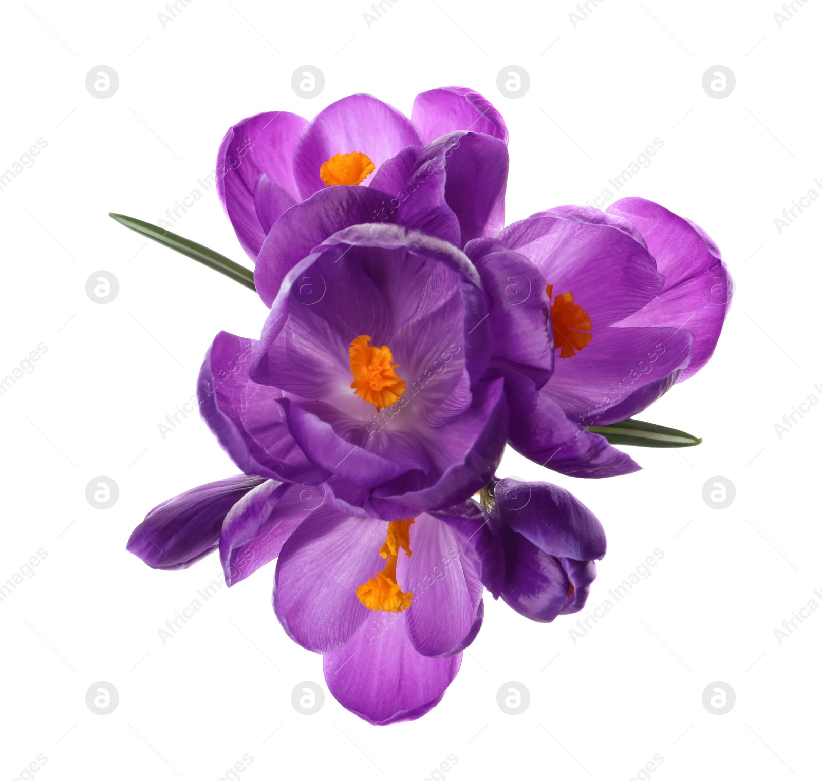 Photo of Beautiful purple crocus flowers on white background