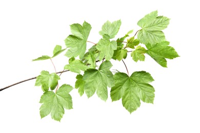 Photo of Branch of maple tree with young fresh green leaves isolated on white. Spring season