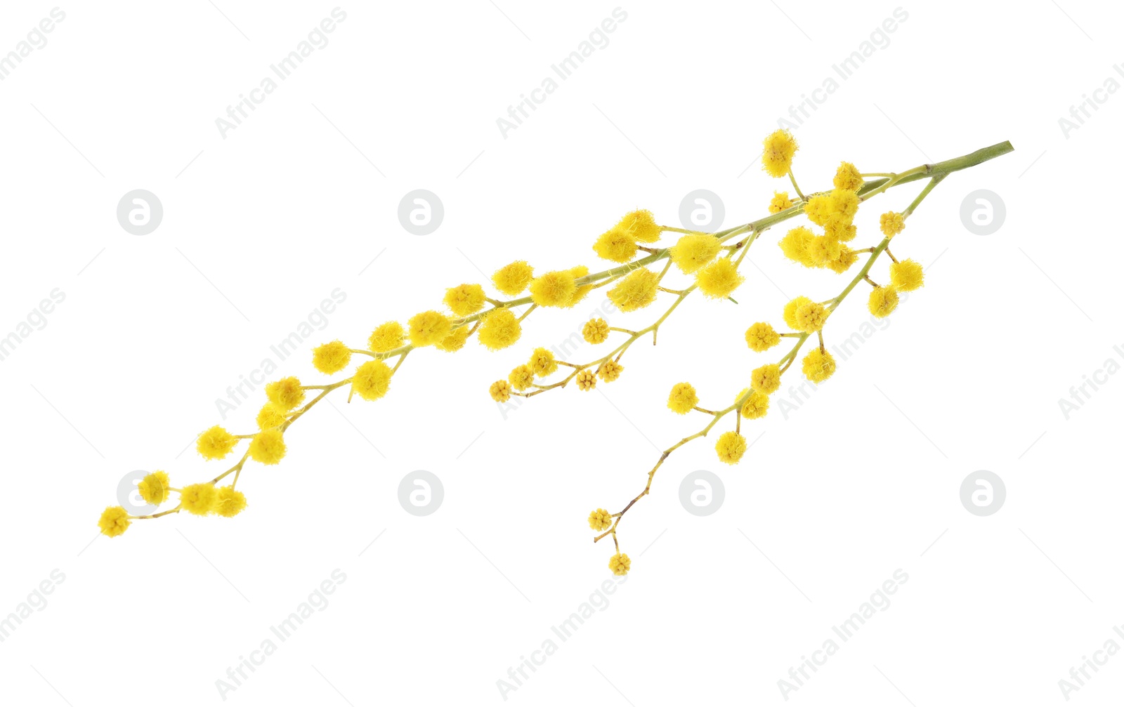 Photo of Beautiful mimosa plant with yellow flowers on white background