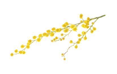 Beautiful mimosa plant with yellow flowers on white background