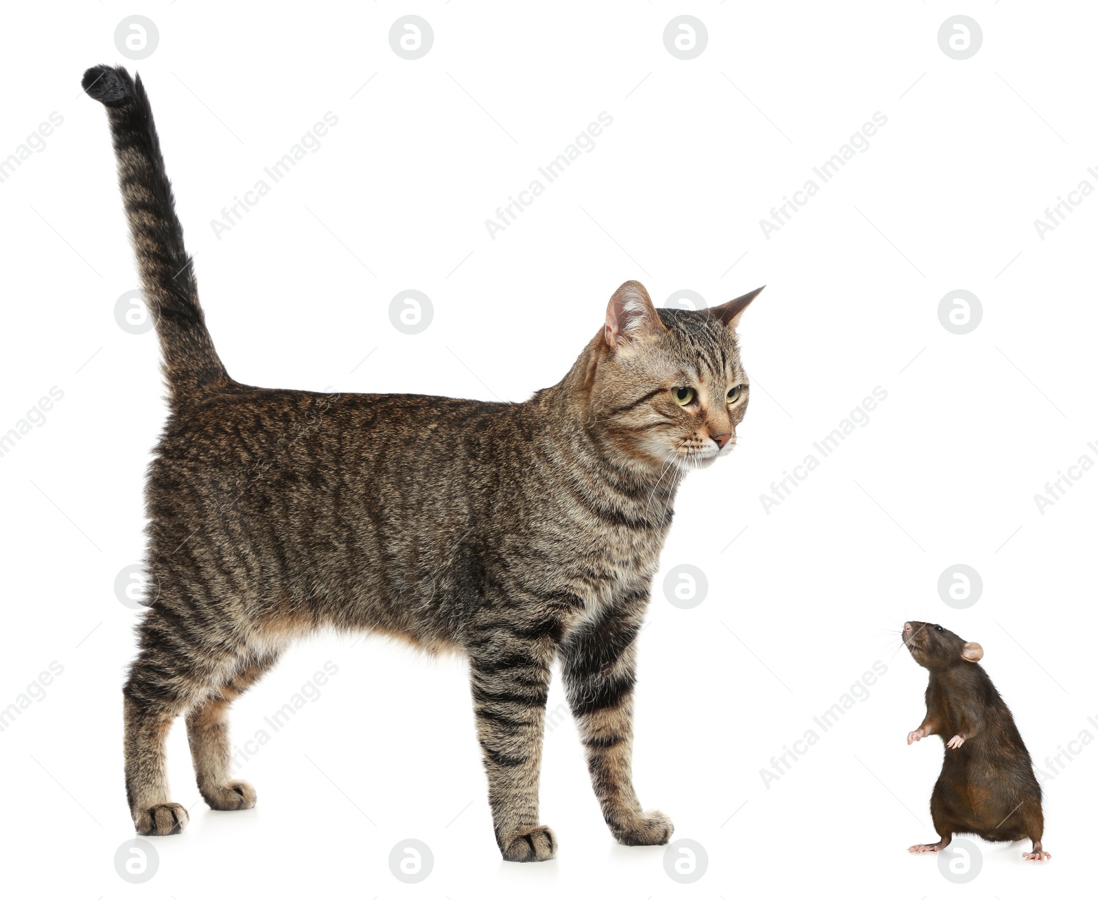 Image of Cute tabby cat and rat on white background