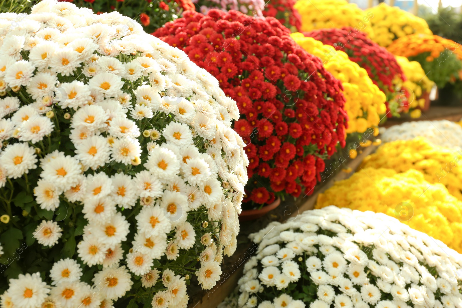 Photo of View of fresh beautiful colorful chrysanthemum flowers outdoors