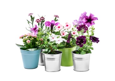 Photo of Beautiful flowers in different pots isolated on white