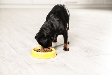 Adorable black Petit Brabancon dog with feeding bowl on wooden floor