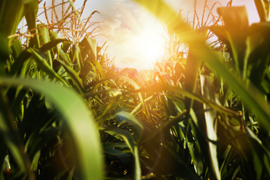 Image of Corn field under beautiful sky at sunrise, closeup view