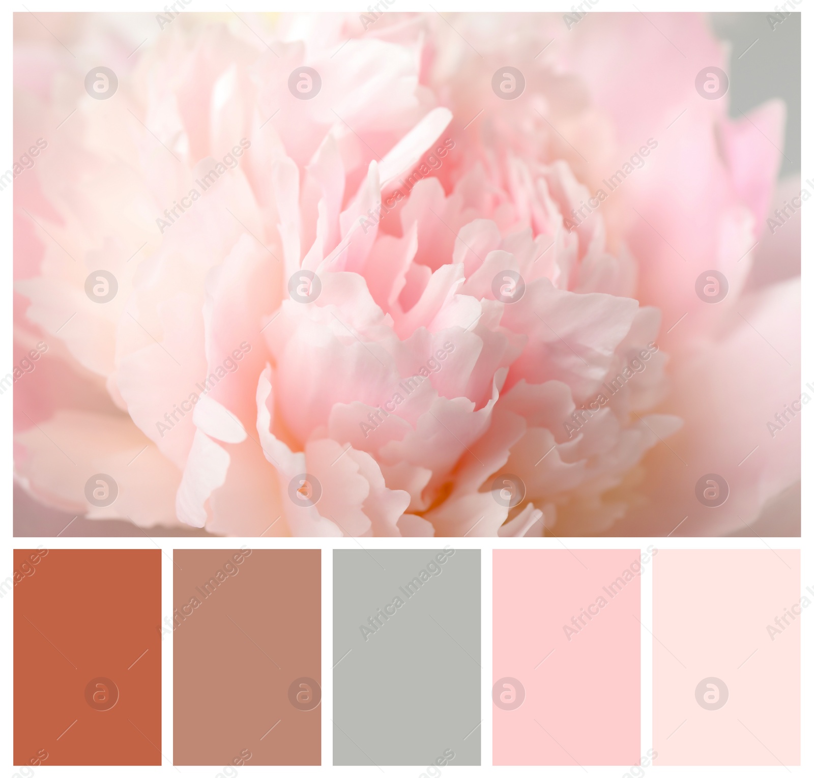 Image of Beautiful pink peony and color palette. Collage