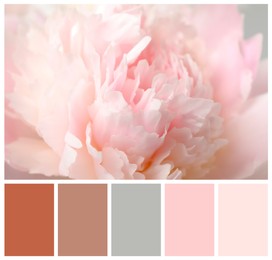 Beautiful pink peony and color palette. Collage