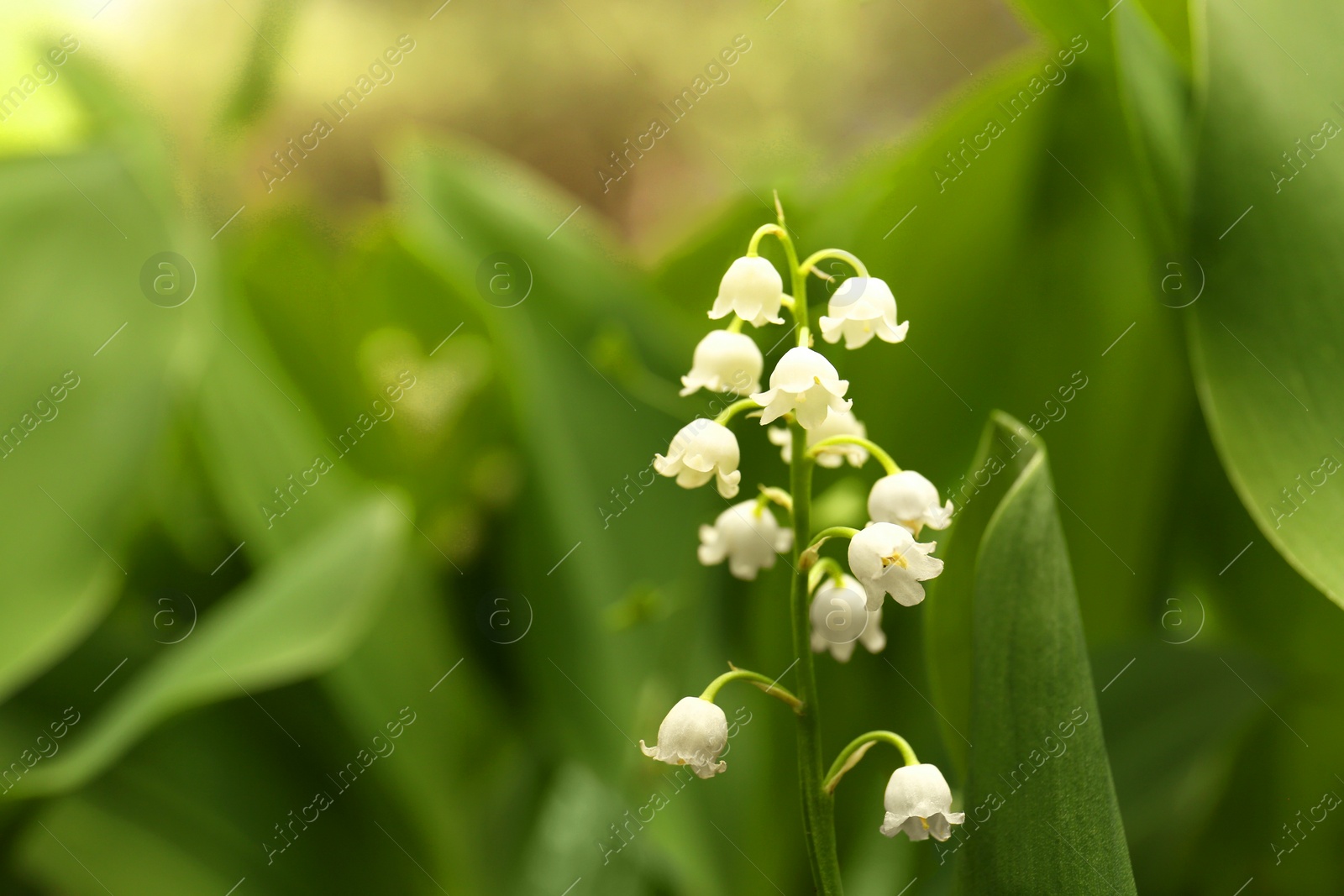 Photo of Beautiful lily of the valley flower on blurred background, closeup. Space for text