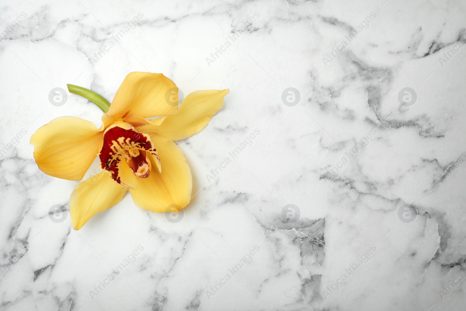 Photo of Beautiful vanilla flower on marble background