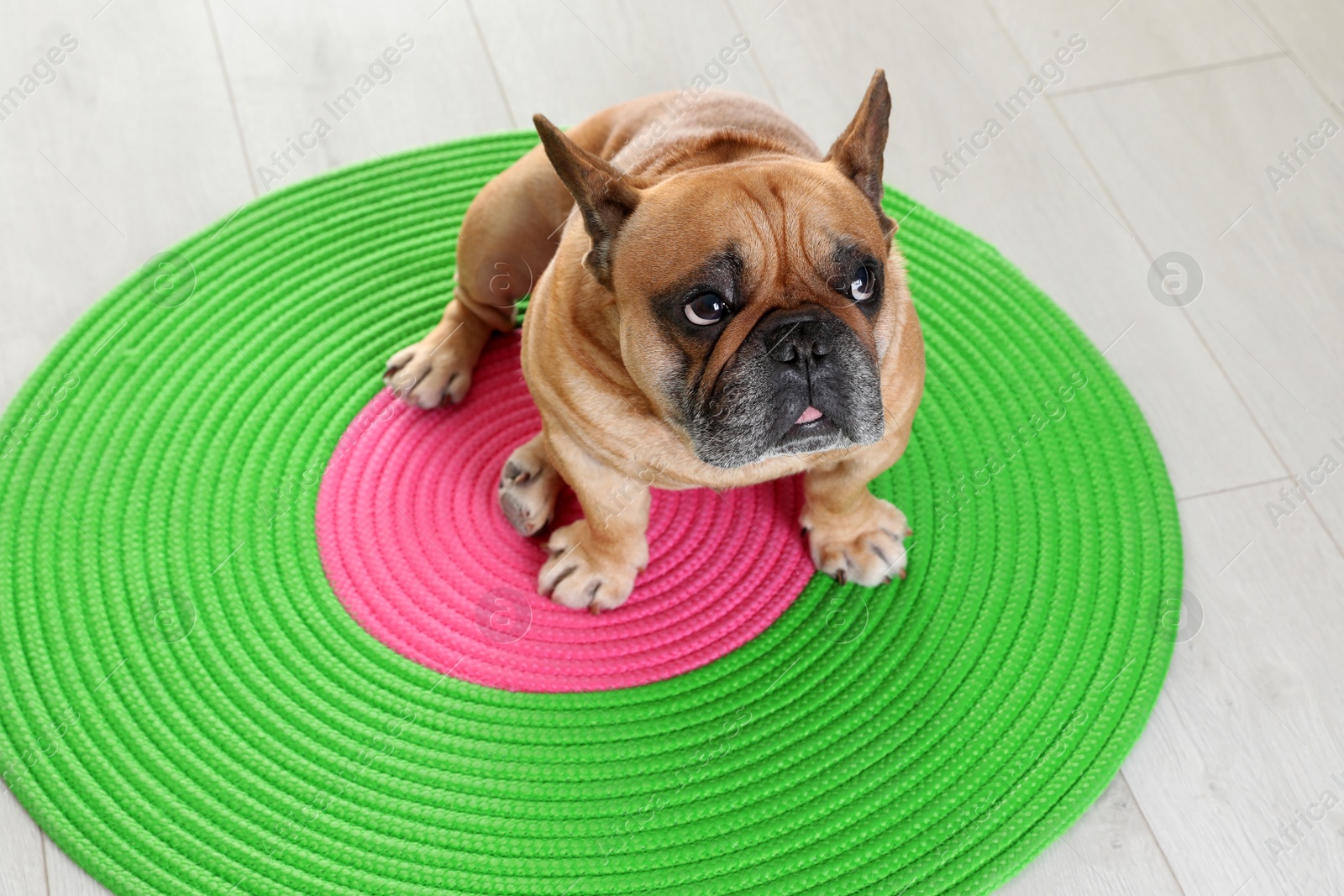 Photo of Funny French bulldog sitting on wooden floor