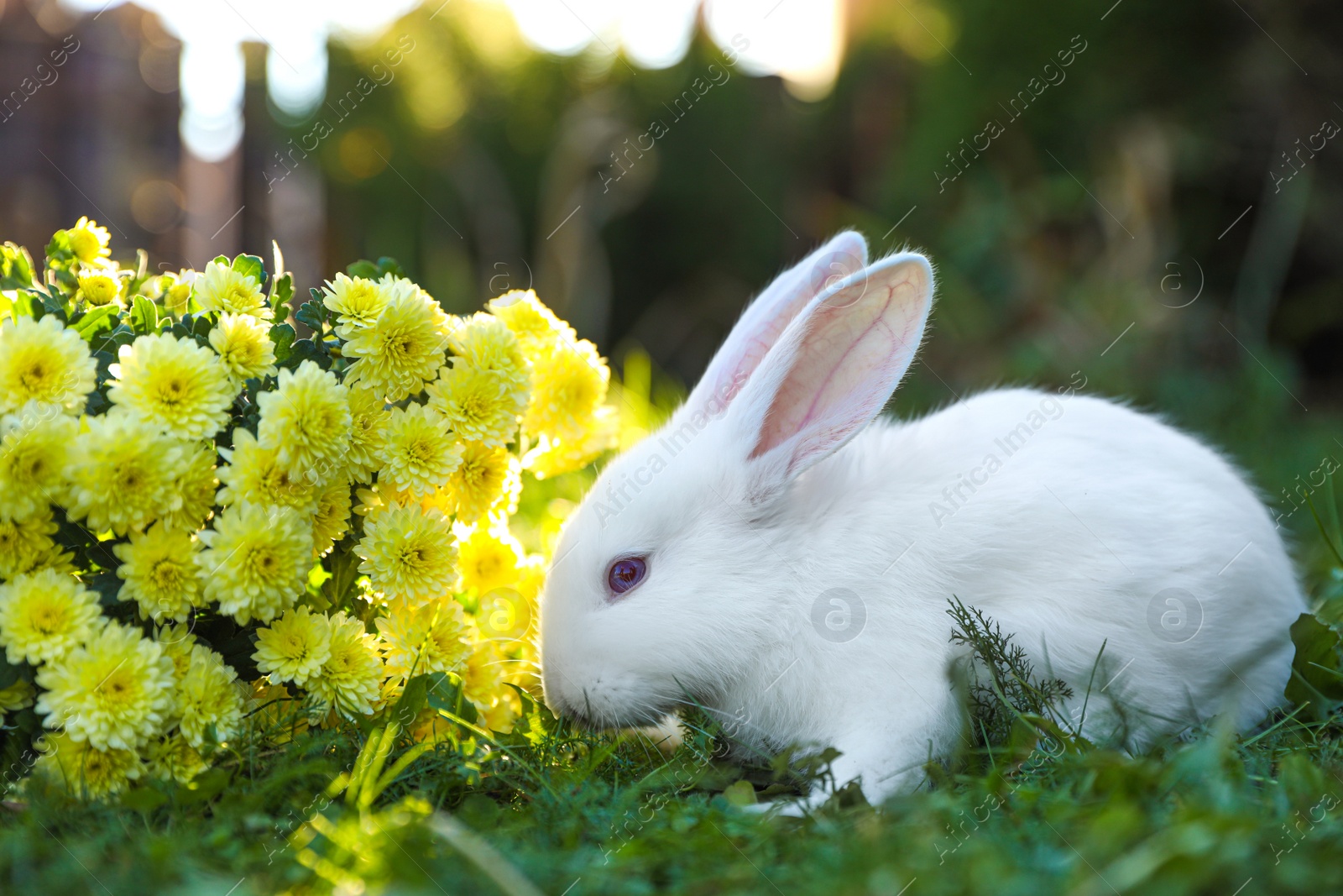 Photo of Cute white rabbit near flowers on green grass outdoors