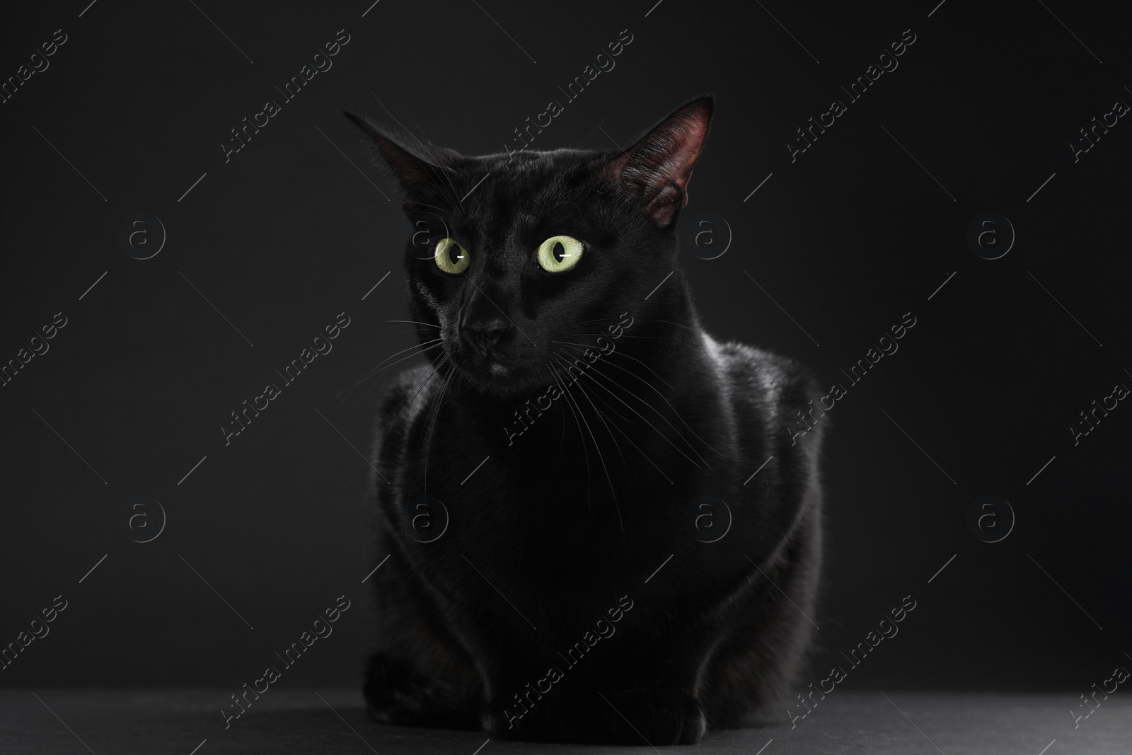 Photo of Adorable cat with green eyes on black background, space for text. Lovely pet