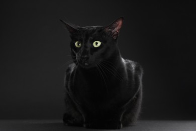 Adorable cat with green eyes on black background, space for text. Lovely pet