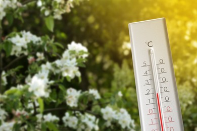 Image of Thermometer and blossoming quince tree outdoors. Temperature in spring