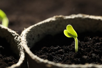 Photo of Pot with little green seedling growing in soil, closeup