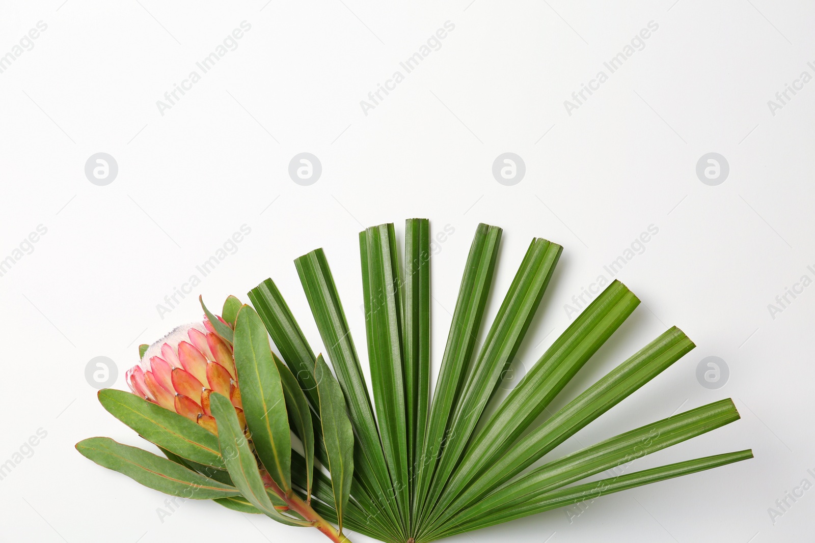 Photo of Beautiful protea flower and tropical leaf on white background