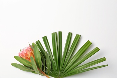 Photo of Beautiful protea flower and tropical leaf on white background