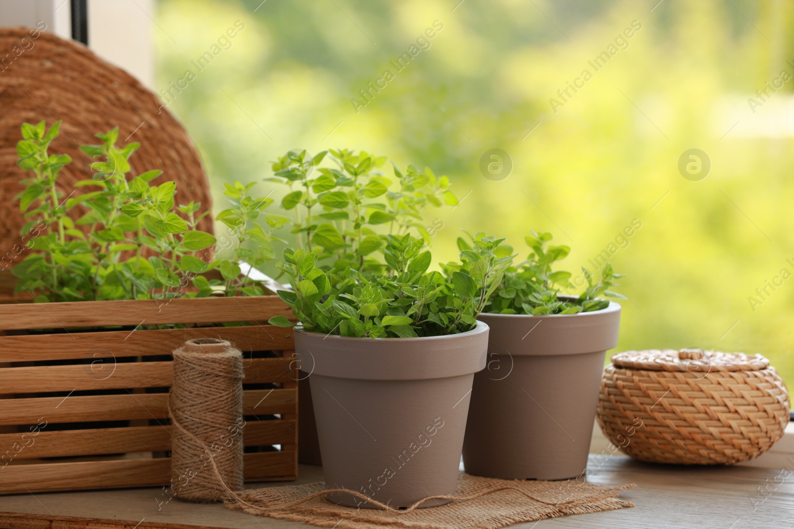 Photo of Aromatic potted oregano on wooden table against blurred green background