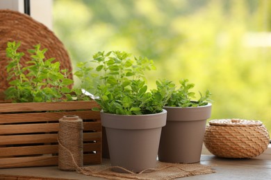 Aromatic potted oregano on wooden table against blurred green background