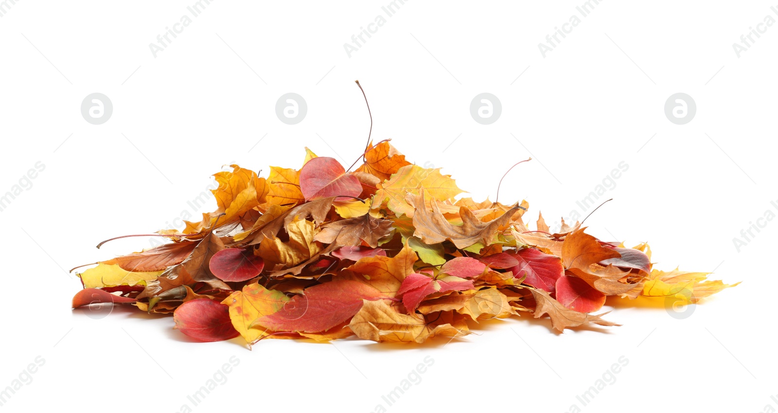 Photo of Heap of autumn leaves on white background