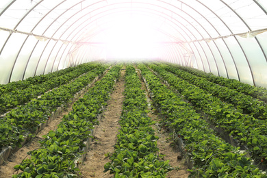 Rows of strawberry seedlings growing in greenhouse