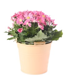 Photo of Beautiful pink cineraria plant in flower pot isolated on white