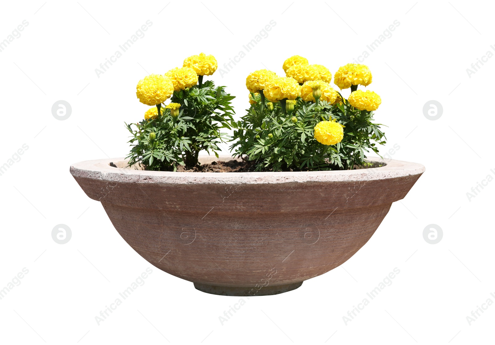 Image of Beautiful yellow flowers in stone plant pot on white background 