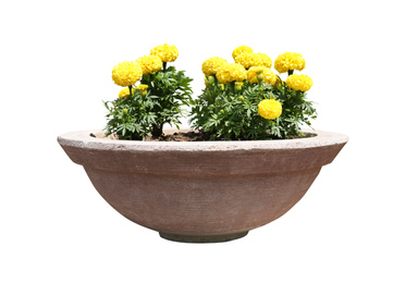 Beautiful yellow flowers in stone plant pot on white background 