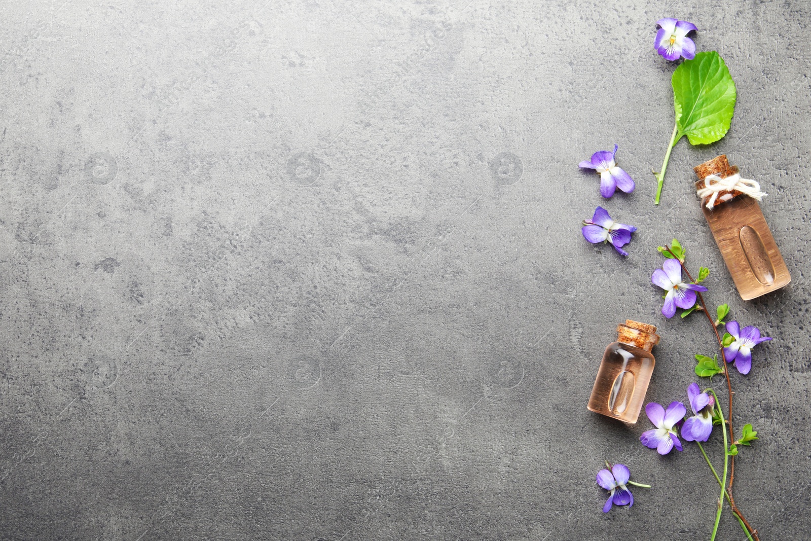 Photo of Beautiful wood violets, essential oil and space for text on grey table, flat lay. Spring flowers