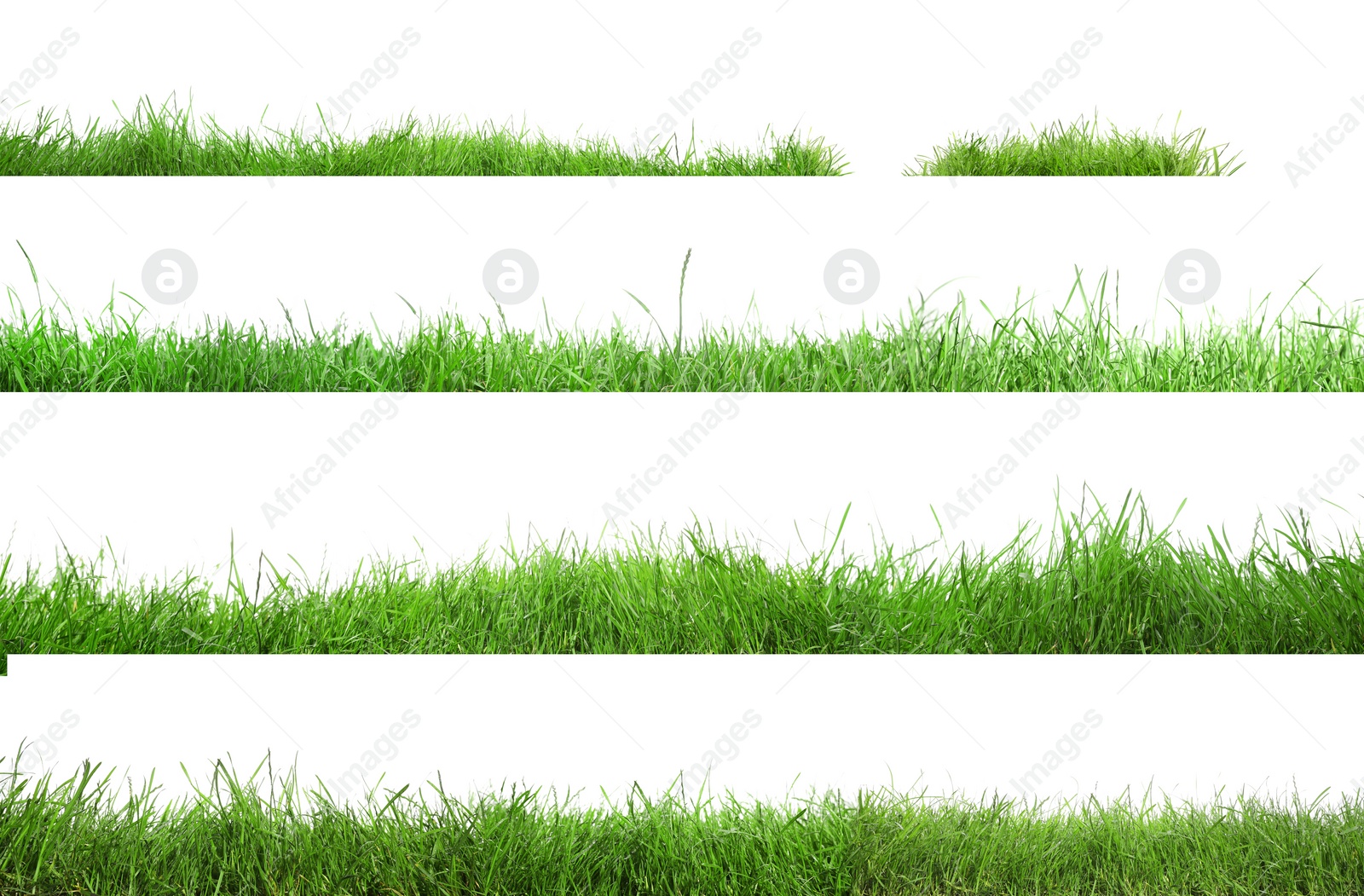 Image of Beautiful lush green grass on white background, collage