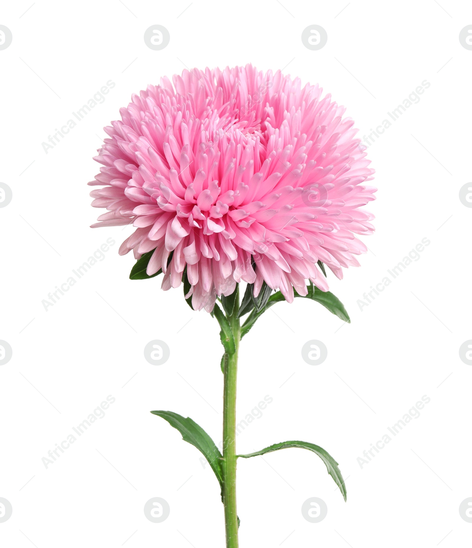 Photo of Beautiful pink aster flower on white background