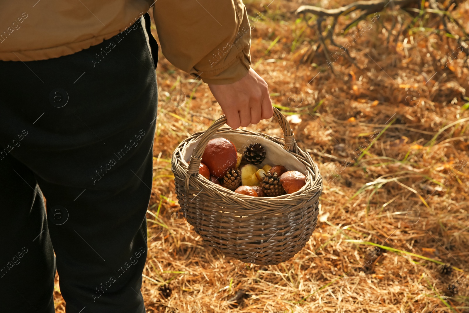 Photo of Woman holding basket with boletus mushrooms and cones in forest, closeup