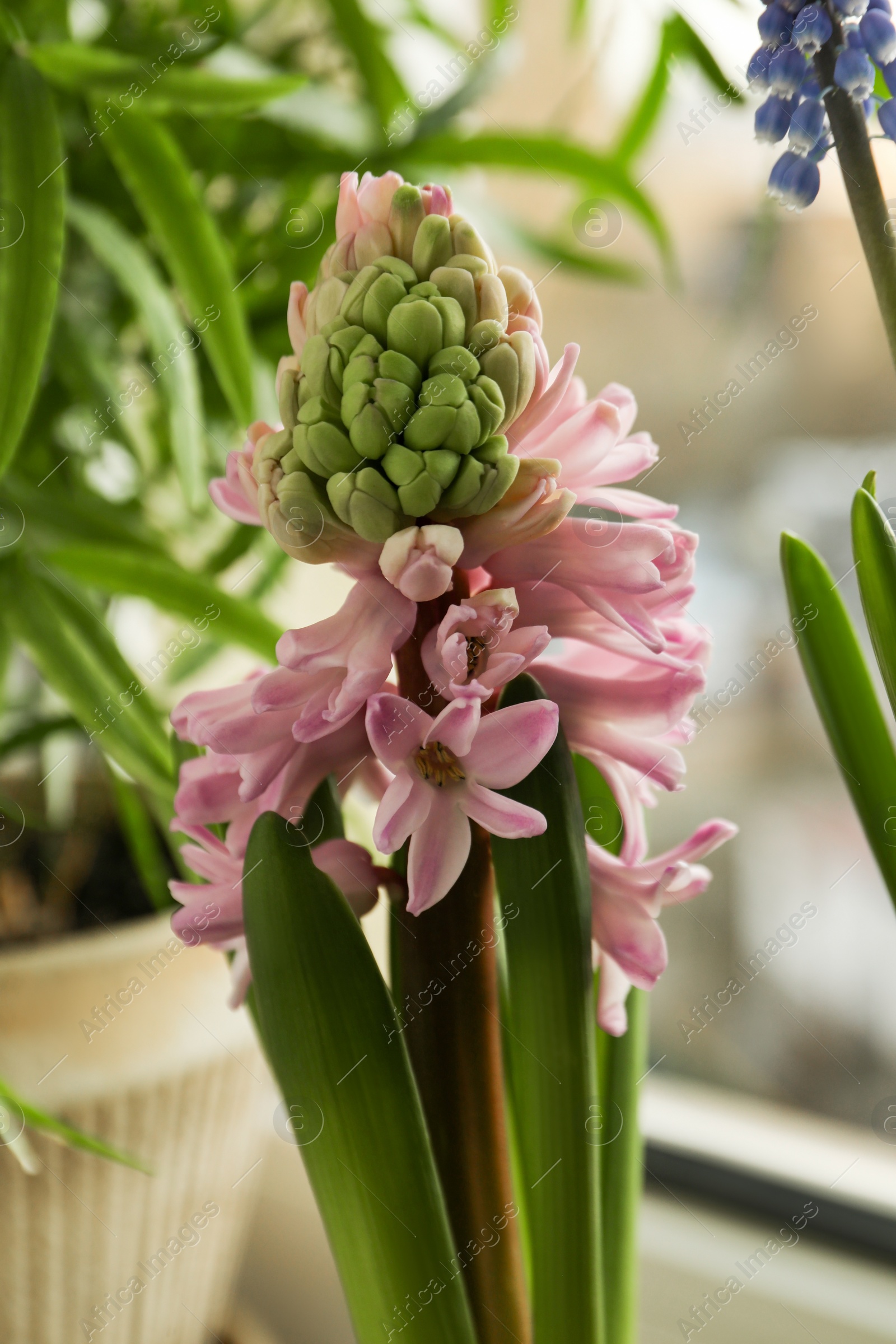 Photo of Beautiful hyacinth flower on window sill indoors, closeup. Spring time
