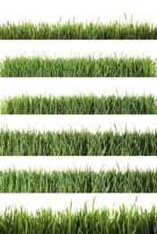 Image of Collage of fresh green grass on white background. Spring season