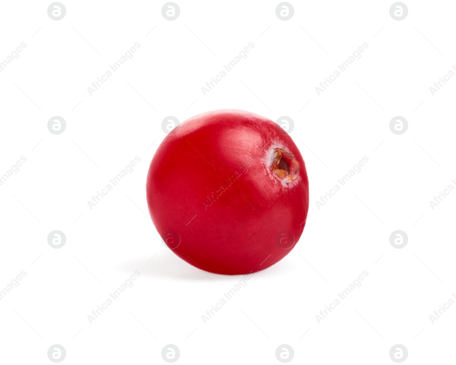 Photo of One fresh ripe cranberry isolated on white