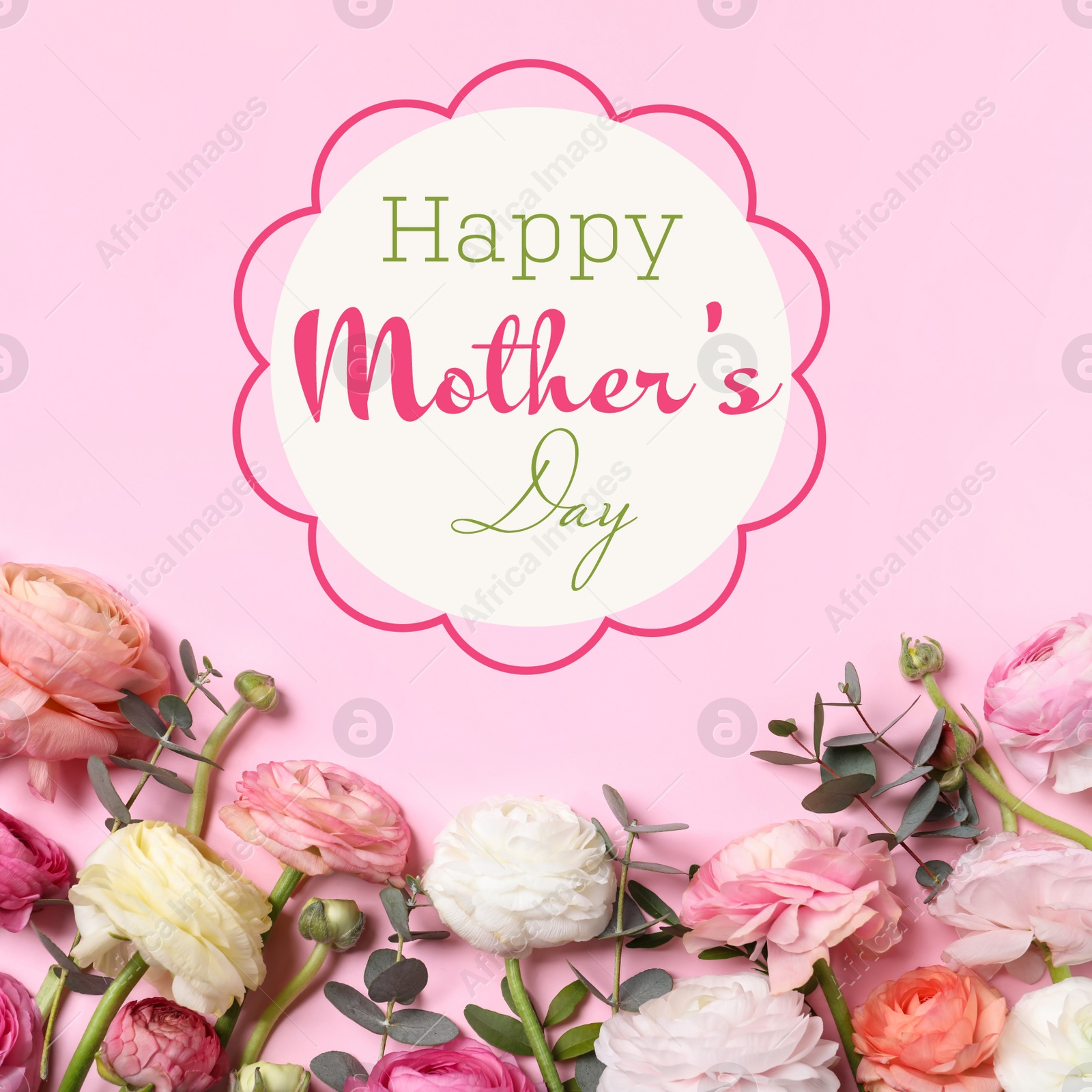 Image of Happy Mother's Day. Beautiful ranunculus flowers on pink background, flat lay