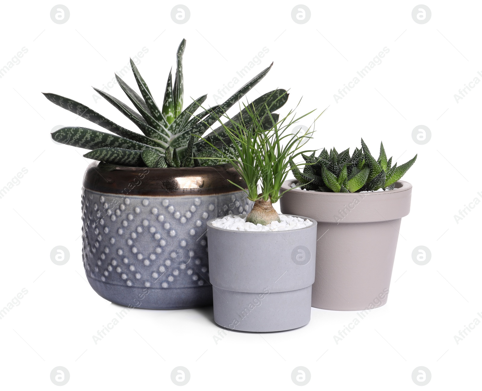 Photo of Different house plants in pots isolated on white