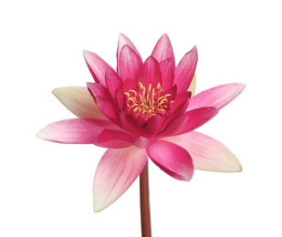 Beautiful blooming pink lotus flower isolated on white