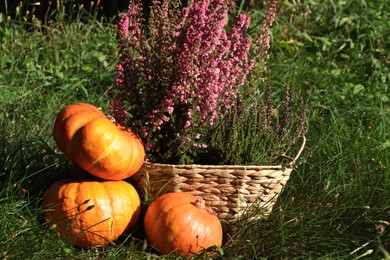 Photo of Wicker basket with beautiful heather flowers and pumpkins outdoors on sunny day