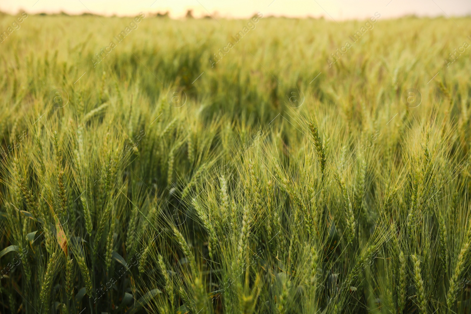 Photo of Beautiful view of field with ripening wheat