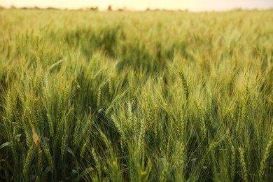 Beautiful view of field with ripening wheat