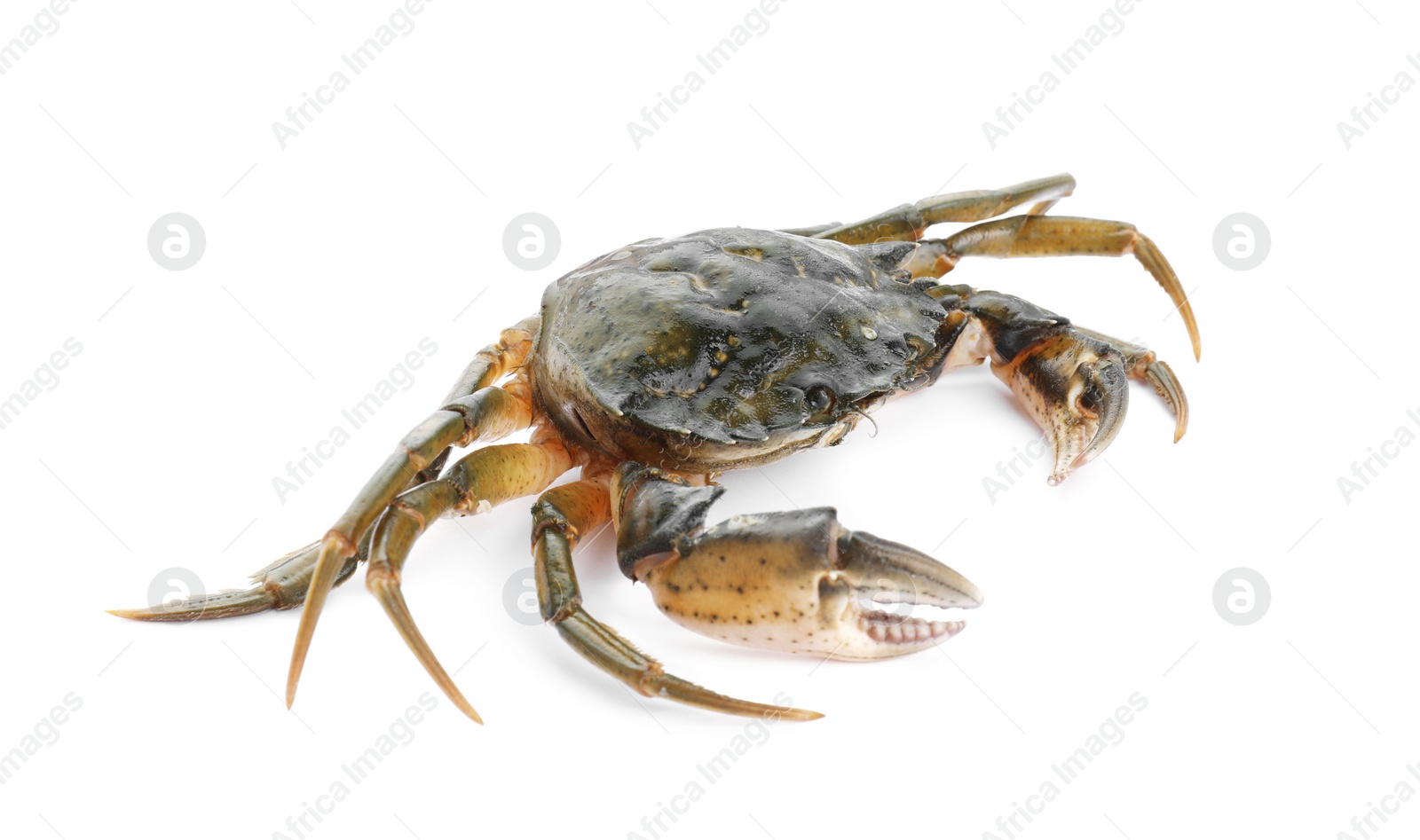 Photo of One fresh raw crab isolated on white