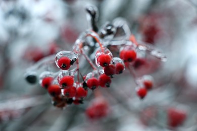 Photo of Tree with red berries in ice glaze outdoors on winter day, closeup