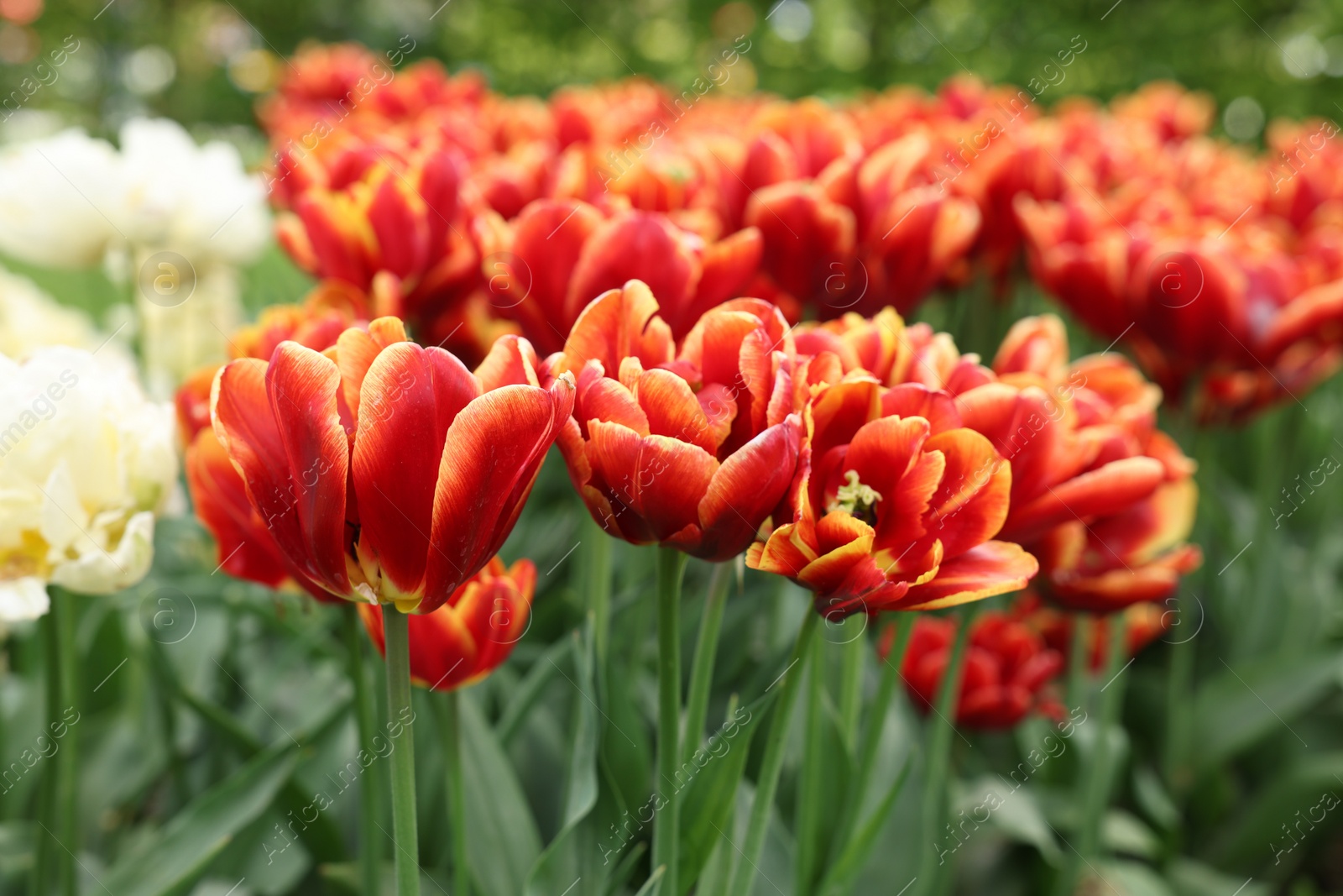 Photo of Many beautiful tulips growing outdoors, closeup. Spring season