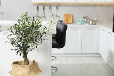 Beautiful potted olive tree in stylish kitchen